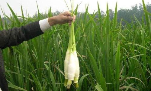 【茭白】春筍的替代品也有自己的鮮爽滋味！