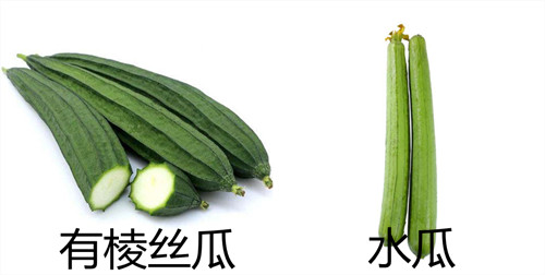 絲瓜與水瓜，你知道它們之間的區別嗎？