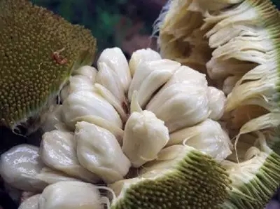 28種奇異果子，認(rèn)識(shí)一半算你牛X！