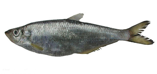 16種春季時(shí)令魚，你做過(guò)多少種？
