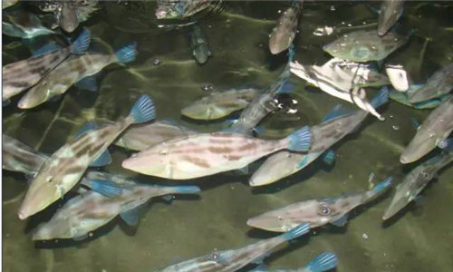 【耗兒魚】這種魚無名無頭，卻是川渝一帶最喜歡用食材