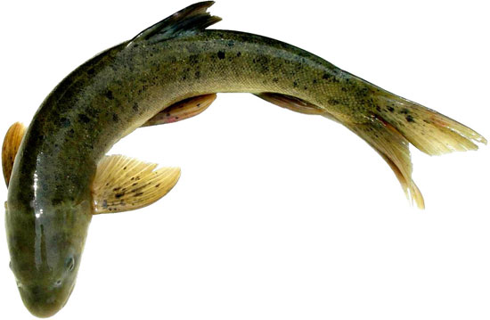 【雅魚】魚知丙穴尤為美，雅安三絕之一——雅魚