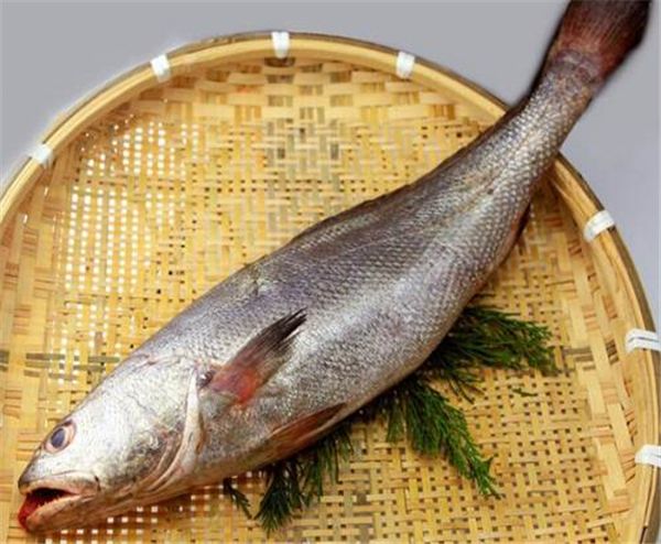 【黃姑魚】會發(fā)出聲音的魚——黃姑魚