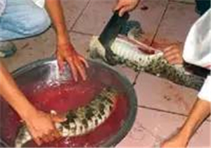 很多人看見它就發抖，吃過的卻再也忘不了！
