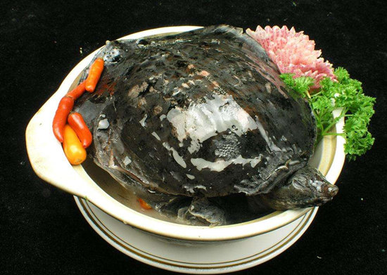甲魚3.jpg