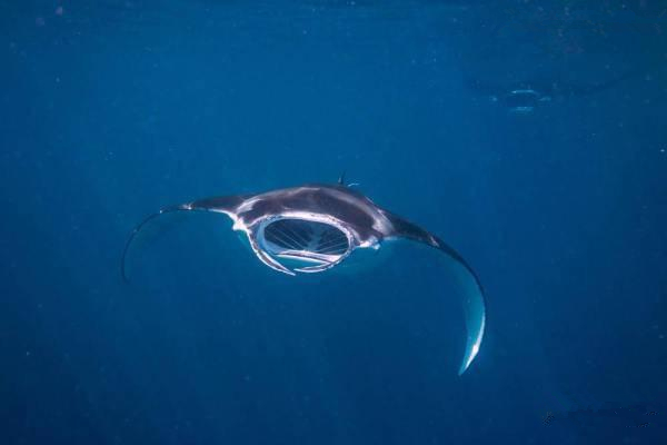 【水產】 鰩、鲼、魟分別是什么魚？跟老板魚又有什么關系？