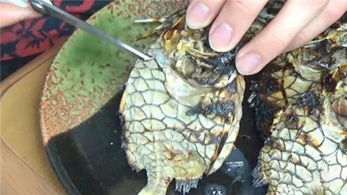 世界上最堅(jiān)硬的魚，它的味道竟然……