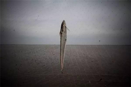 【刀魚】春季最早的時(shí)令鮮魚，也是當(dāng)今國內(nèi)的天價(jià)魚