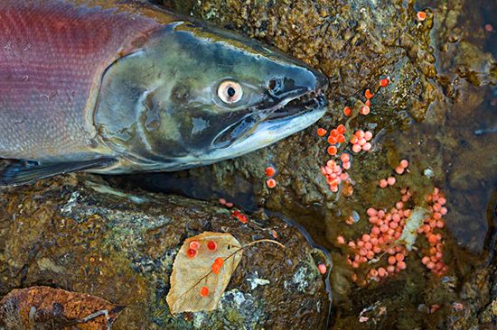 【大馬哈魚】海里生，江里死——大馬哈魚