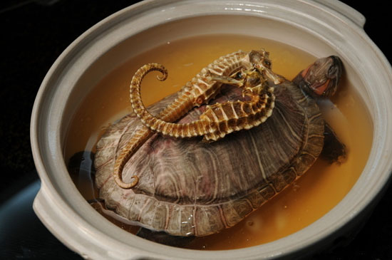 【海馬】由雄性孕育后代的奇特食材——海馬