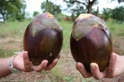 28種奇異果子，認(rèn)識(shí)一半算你牛X！