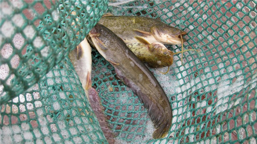 污水養(yǎng)、喂糞便……這種魚真的是垃圾魚嗎？真相來了
