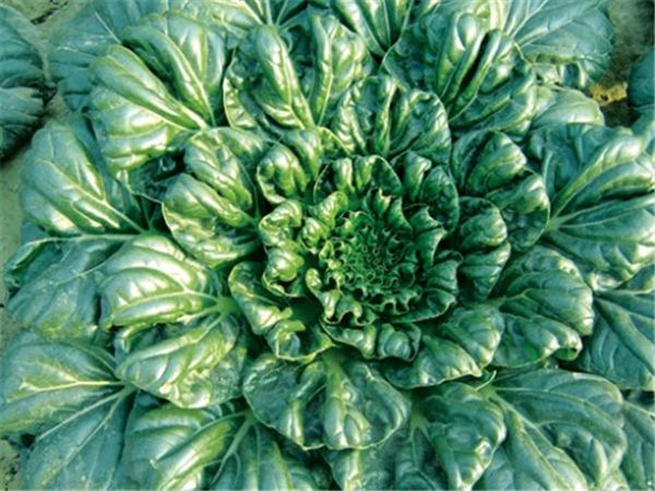 【烏塌菜】被譽(yù)為“維他命”的蔬菜——烏塌菜
