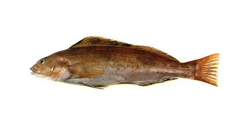 16種春季時(shí)令魚，你做過(guò)多少種？
