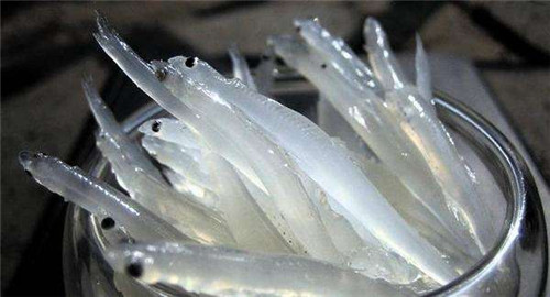 長不過三厘米，這種魚卻有“魚類人參”的美稱！