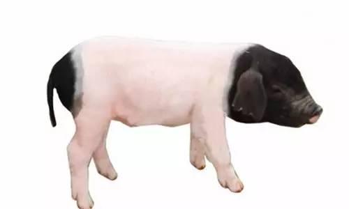 【杭幫菜】東坡肉（圖解）