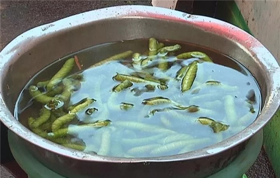 原來豆蟲的營養賽人參，難怪賣得比肉還貴！