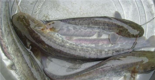 污水養(yǎng)、喂糞便……這種魚真的是垃圾魚嗎？真相來了