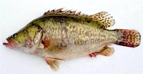 16種春季時(shí)令魚，你做過(guò)多少種？
