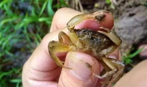九種正在消失的河鮮，如今有錢也吃不到正宗貨！
