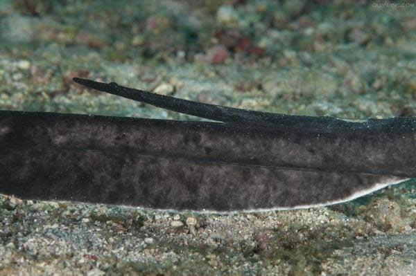 【水產】 鰩、鲼、魟分別是什么魚？跟老板魚又有什么關系？