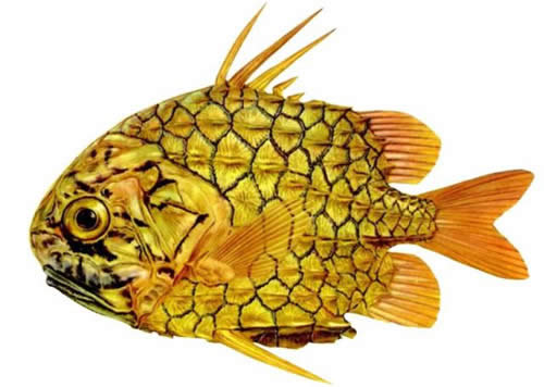 世界上最堅(jiān)硬的魚，它的味道竟然……