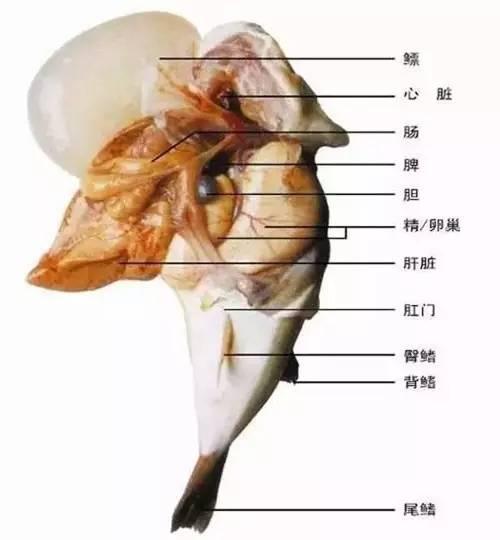 為何明知這種魚有毒，還有那么多人去嘗鮮？