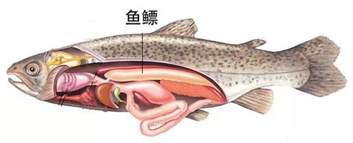 【魚膠】水中燕窩，遠比黃金珍貴！