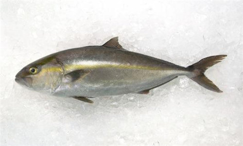 【章紅魚】物美價(jià)廉的鰤?mèng)~親戚，你見過嗎？