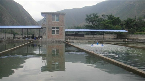 污水養(yǎng)、喂糞便……這種魚真的是垃圾魚嗎？真相來了