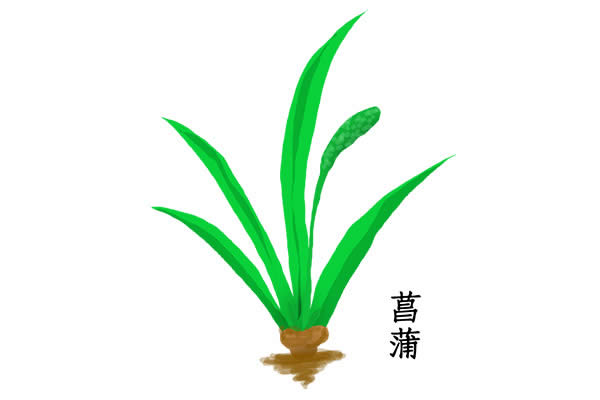 菖蒲的功效與作用