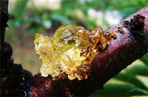 用它做菜，女性食客紛至沓來！