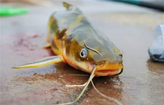 老百姓最愛的春鮮第一魚，應季河鮮首選它！
