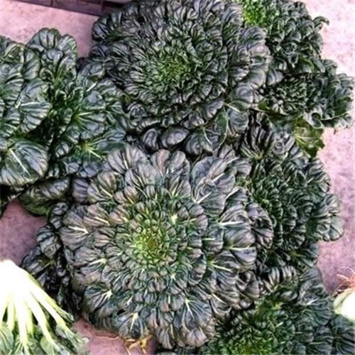 這種時令野菜賽羊肉，好吃又健康！