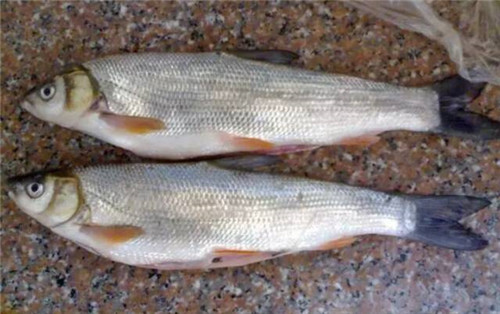 這種曾經(jīng)的冷水魚王，如今很難再見！