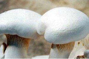 這種菌長得神似靈芝，還被譽為“天山神菇”！