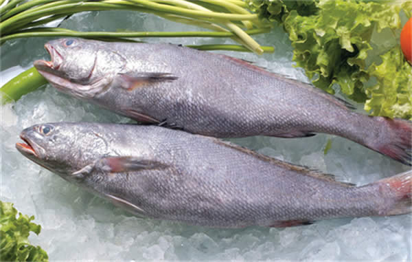 【黃姑魚】會發(fā)出聲音的魚——黃姑魚