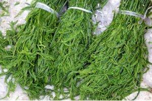 營養豐富的山野菜之王