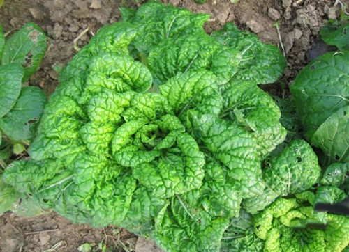 這種時令野菜賽羊肉，好吃又健康！