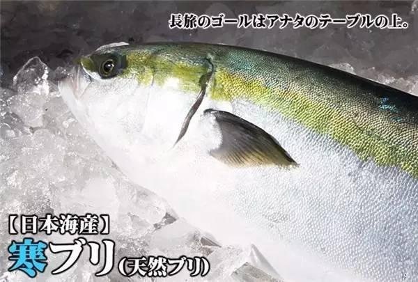 鰤魚，沖擊靈魂的頂級食材