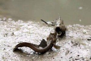 能游、能爬、能跳，它或許是一條能上陸的假魚