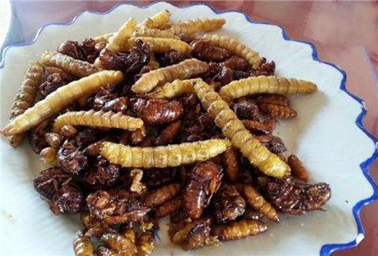原來豆蟲的營養賽人參，難怪賣得比肉還貴！