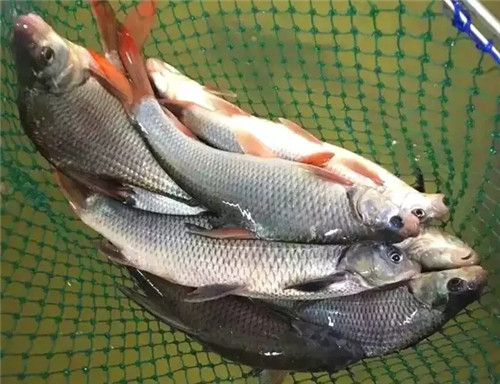 這種鯽魚，有錢都買不到！