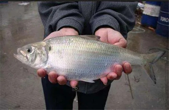 12種中國最珍貴的頂級食用魚