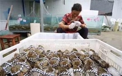 假的陽澄湖大閘蟹你還買？聰明人都去這些地區買了！