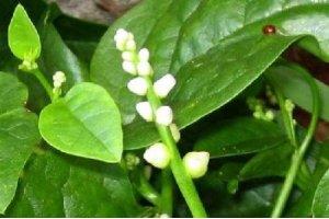 這是一種稀缺的平等菜