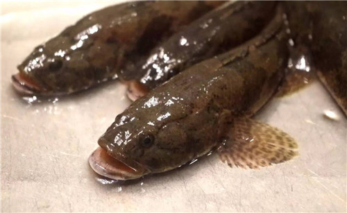 16種春季時(shí)令魚，你做過(guò)多少種？