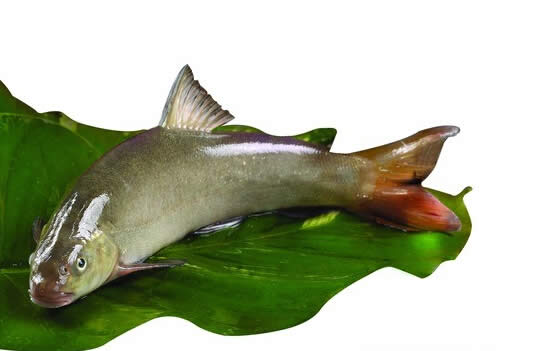 【雅魚】魚知丙穴尤為美，雅安三絕之一——雅魚