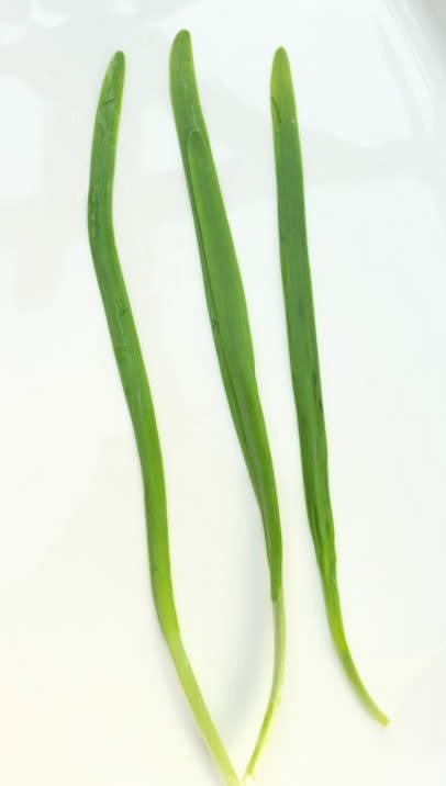 【春季食材】 草長鶯飛，吃春正當時