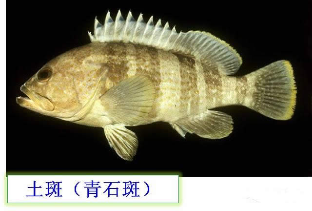 【石斑魚】可能是史上最權威的石斑魚介紹，如何區分珍珠龍膽、龍